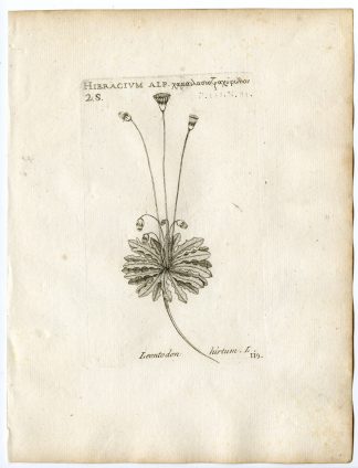 Rare-Antique Print-LEONTODON HIRTUM-ASTERHIERACIUM-PL.119-Belleval-1796