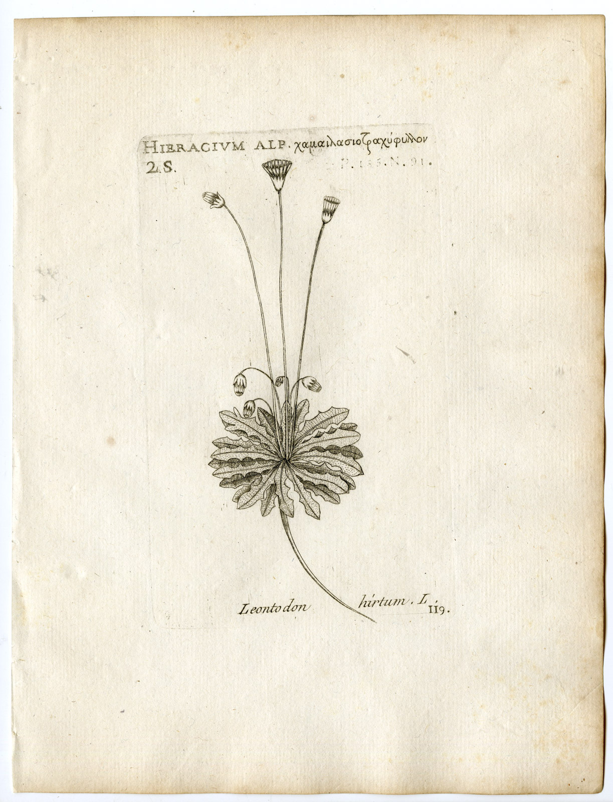 , Rare-Antique Print-LEONTODON HIRTUM-ASTERHIERACIUM-PL.119-Belleval-1796, Pictura Antique Prints