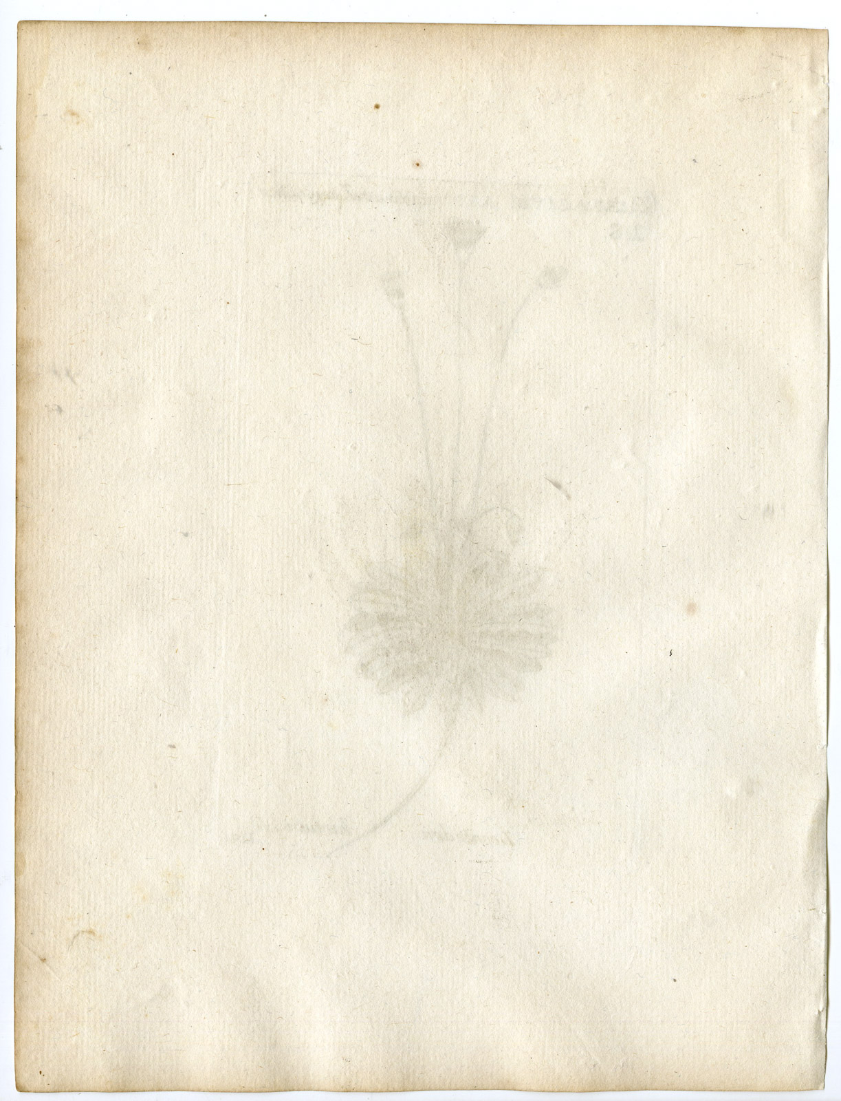 , Rare-Antique Print-LEONTODON HIRTUM-ASTERHIERACIUM-PL.119-Belleval-1796, Pictura Antique Prints