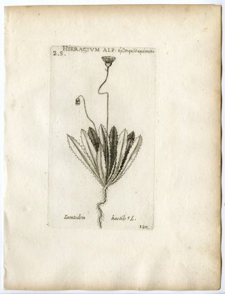 Rare-Antique Print-HIERACIUM-HAWKWEED-LEONTODON HASTILE-PL.120-Belleval-1796