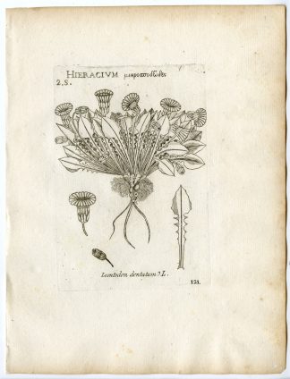 Rare-Antique Print-LEONTODON-DENTATUM-HAWKWEED-HAWKBIT-PL.121-Belleval-1796
