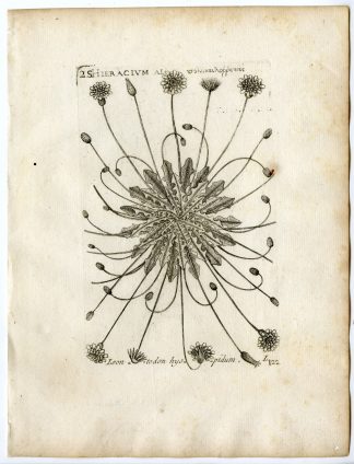 Rare-Antique Print-LEONTODON-BRISTLY HAWKBIT-HAWKWEED-PL.122-Belleval-1796