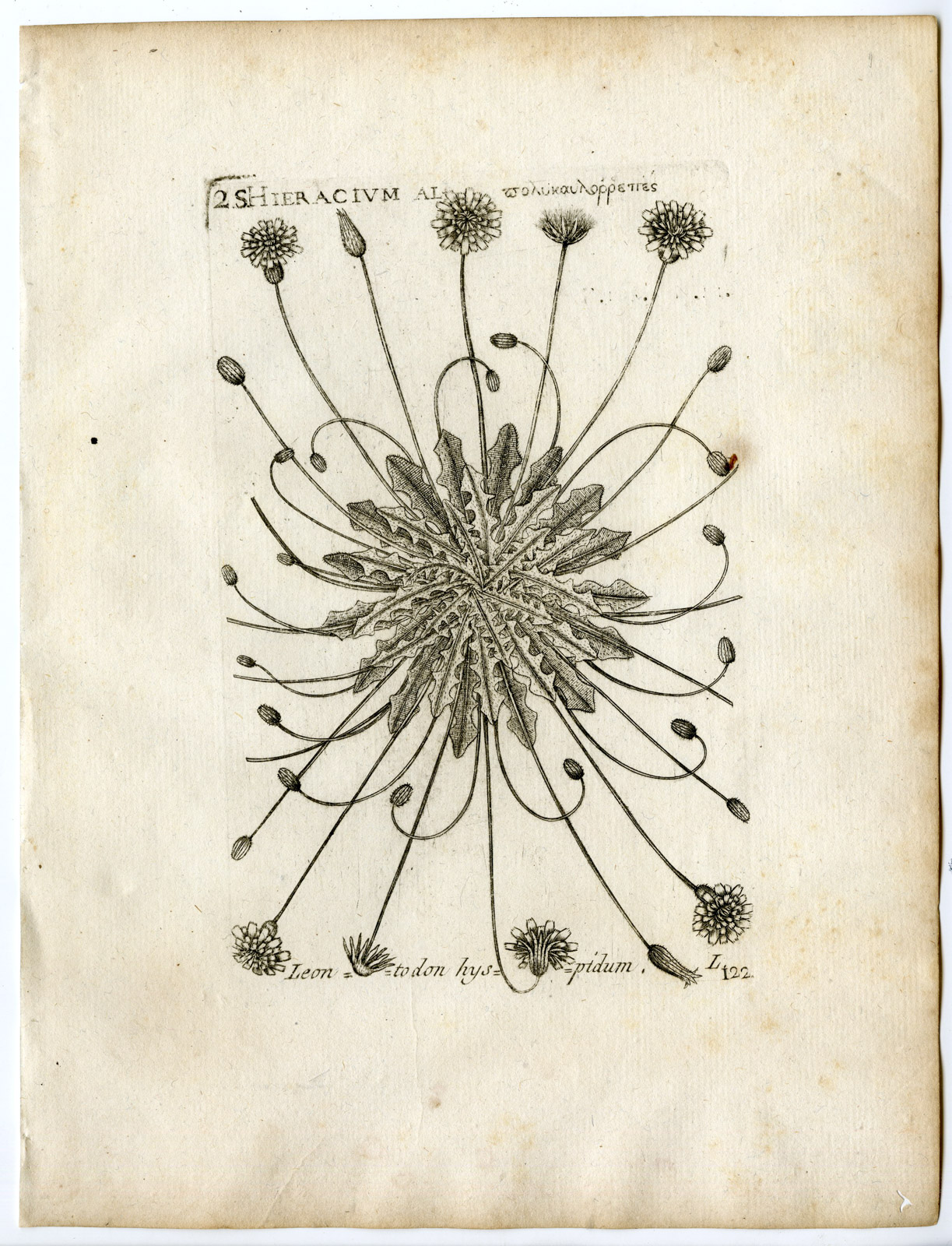 , Rare-Antique Print-LEONTODON-BRISTLY HAWKBIT-HAWKWEED-PL.122-Belleval-1796, Pictura Antique Prints