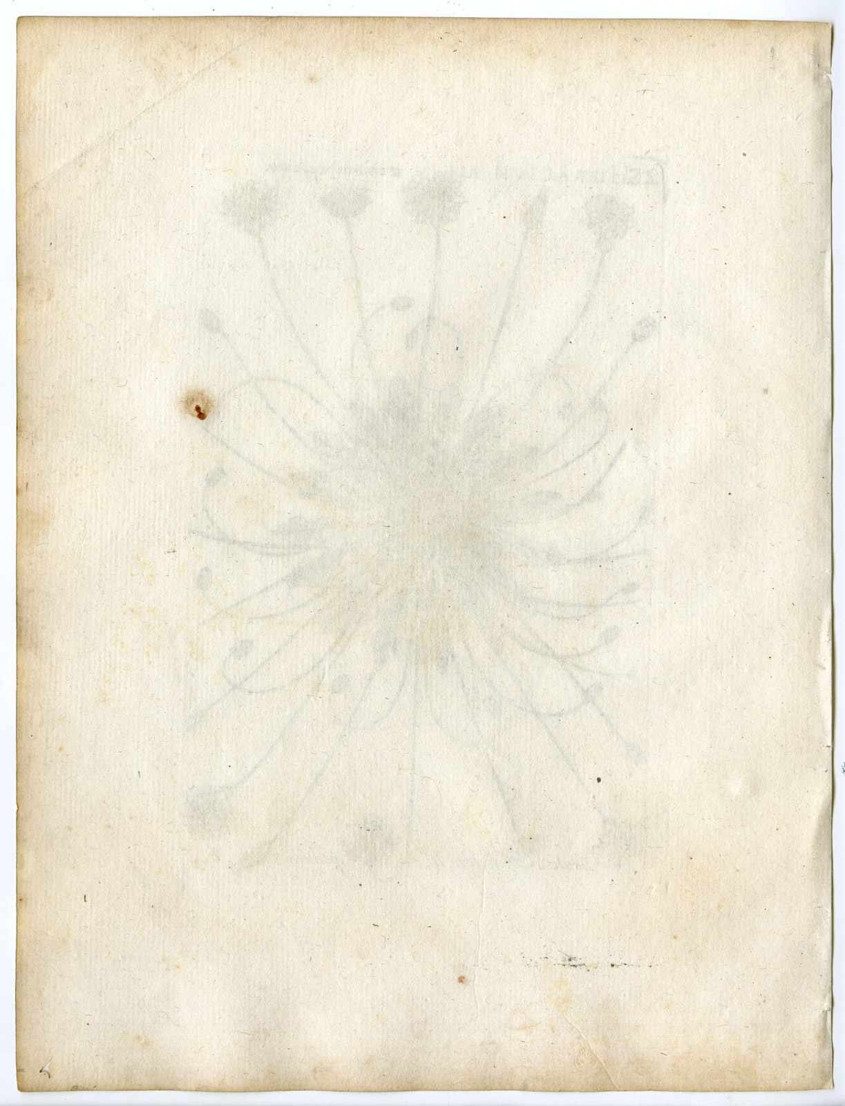 , Rare-Antique Print-LEONTODON-BRISTLY HAWKBIT-HAWKWEED-PL.122-Belleval-1796, Pictura Antique Prints