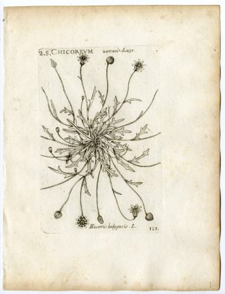 Rare-Antique Print-HIOSERIS HEDYPNOIS-CHICORY-PL.123-Belleval-1796