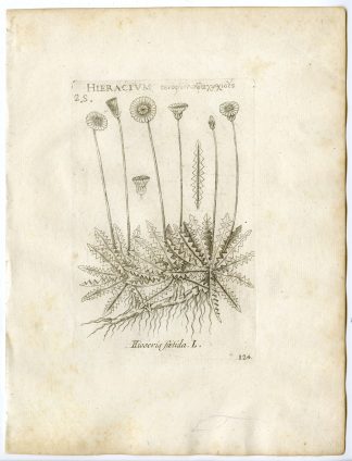 Rare-Antique Print-APOSERIS FOETIDA-DAISY-HIOSERIS-PL.124-Belleval-1796