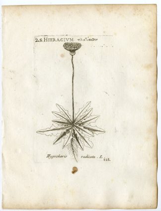 Rare-Antique Print-HYPOCHAERIS RADICATA-CATSEAR-PL.125-Belleval-1796