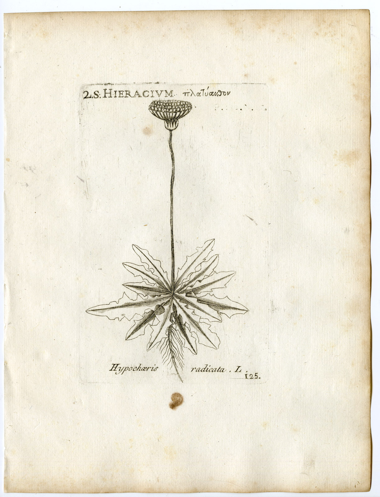 , Rare-Antique Print-HYPOCHAERIS RADICATA-CATSEAR-PL.125-Belleval-1796, Pictura Antique Prints