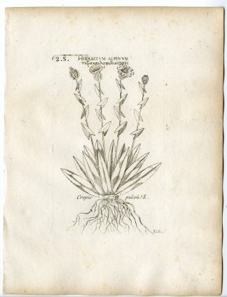 Rare-Antique Print-CREPIS PULCHRA-SMALLFLOWER HAWKSBEARD-PL.126-Belleval-1796