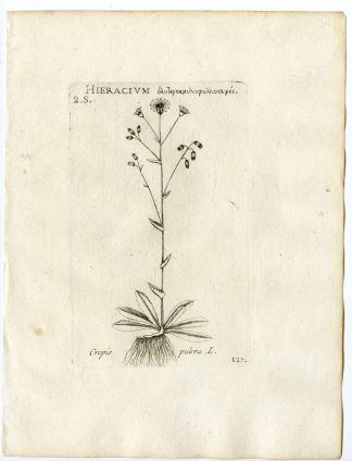 Rare-Antique Print-BETONICA INTIBUS-CREPIS PULCRA-PL.127-Belleval-1796
