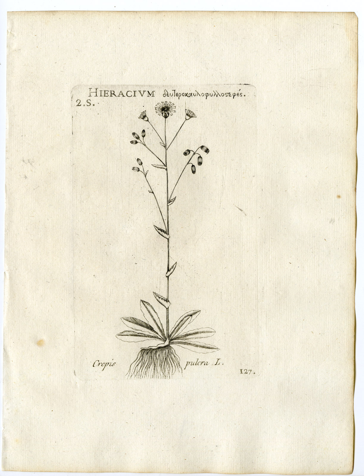 , Rare-Antique Print-BETONICA INTIBUS-CREPIS PULCRA-PL.127-Belleval-1796, Pictura Antique Prints