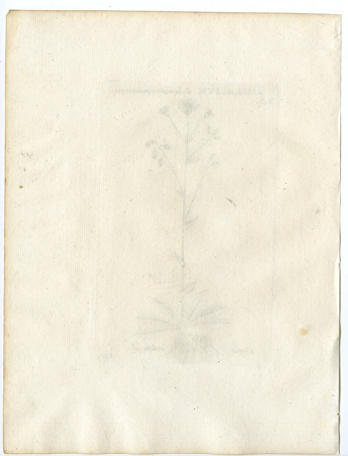 , Rare-Antique Print-BETONICA INTIBUS-CREPIS PULCRA-PL.127-Belleval-1796, Pictura Antique Prints
