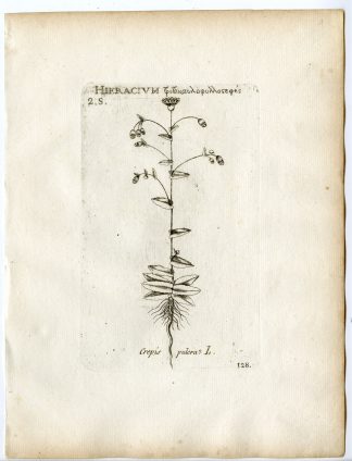 Rare-Antique Print-CREPIS PULCHRA-SMALLFLOWER HAWKSBEARD-PL.128-Belleval-1796