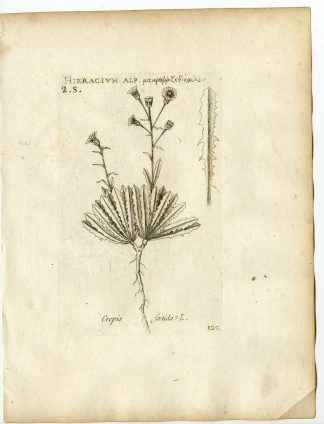 Rare-Antique Print-CREPIS FOETIDA-STINKING HAWKSBEARD-PL.129-Belleval-1796