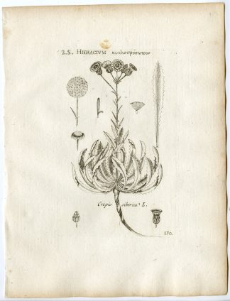 Rare-Antique Print-CREPIS SIBIRICA-SUNFLOWER-PL.130-Belleval-1796