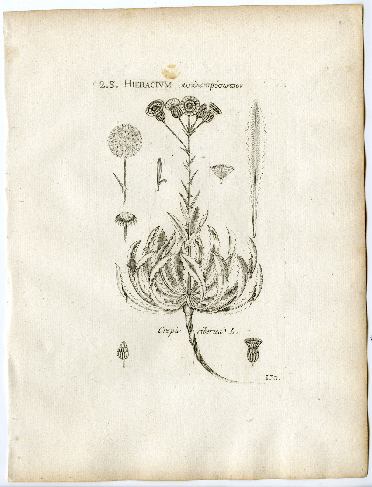, Rare-Antique Print-CREPIS SIBIRICA-SUNFLOWER-PL.130-Belleval-1796, Pictura Antique Prints