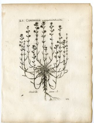 Rare-Antique Print-CHONDRILLA JUNCEA-GUM SUCCORY-PL.131-Belleval-1796