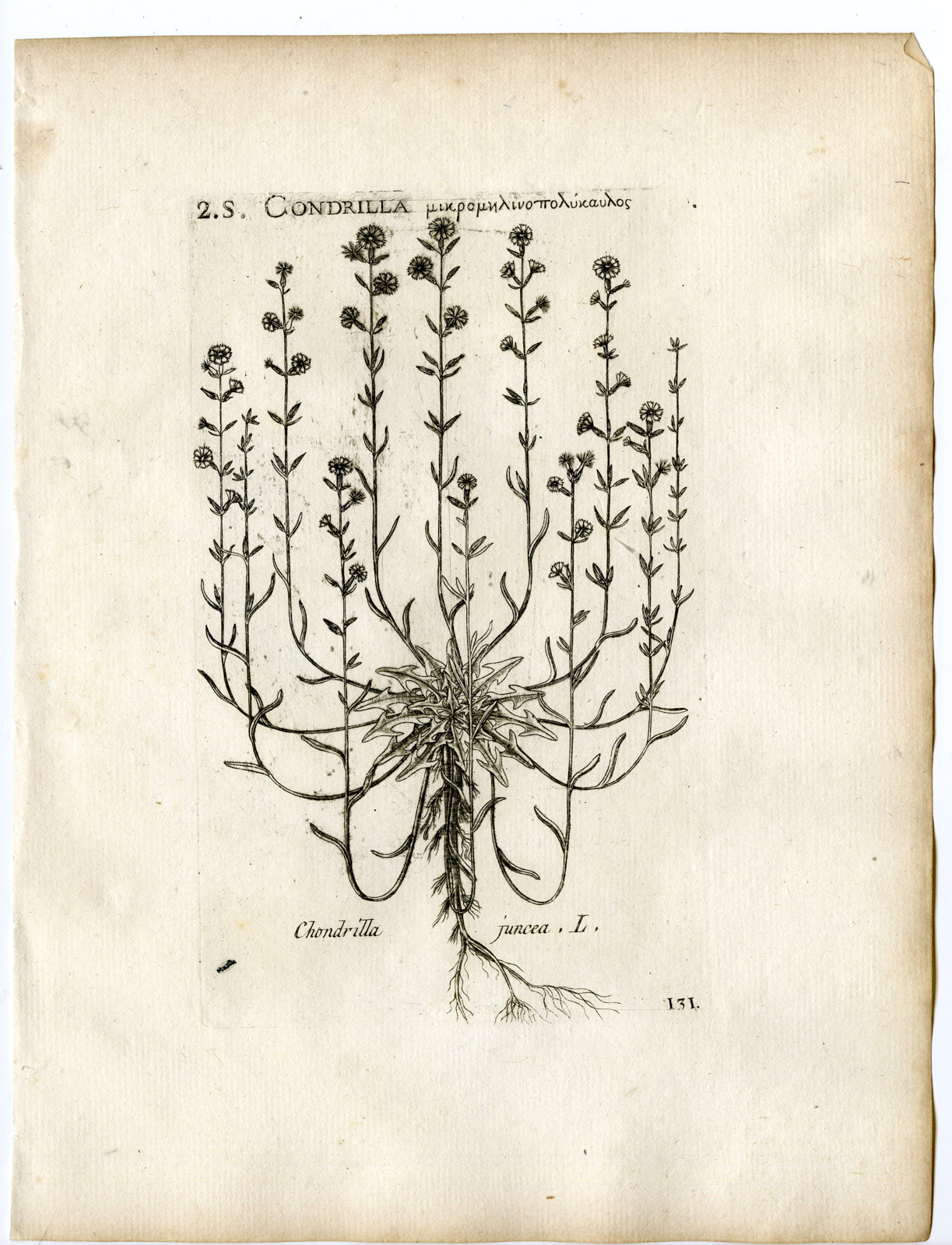 , Rare-Antique Print-CHONDRILLA JUNCEA-GUM SUCCORY-PL.131-Belleval-1796, Pictura Antique Prints