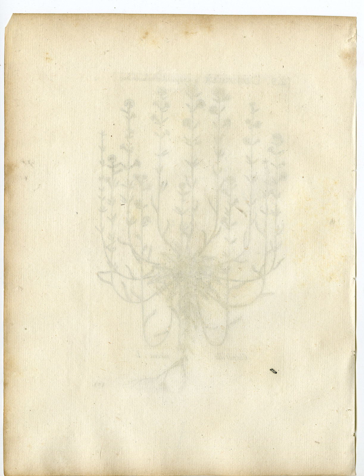 , Rare-Antique Print-CHONDRILLA JUNCEA-GUM SUCCORY-PL.131-Belleval-1796, Pictura Antique Prints
