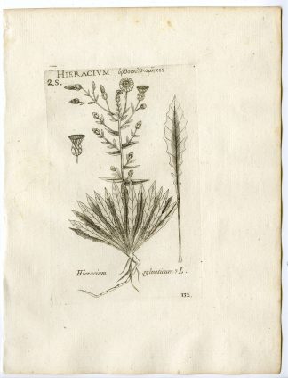 Rare-Antique Print-HIERACIUM SYLVATICUM-WOOD HAWKWEED-PL.132-Belleval-1796