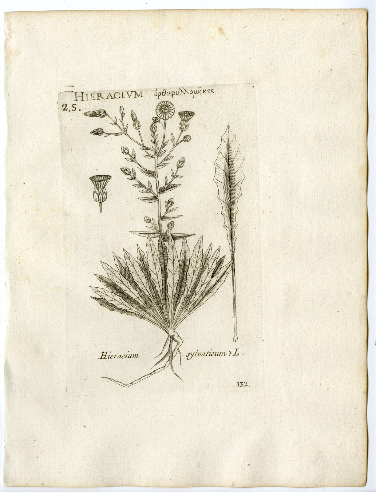 Rare-Antique Print-HIERACIUM SYLVATICUM-WOOD HAWKWEED-PL.132-Belleval-1796