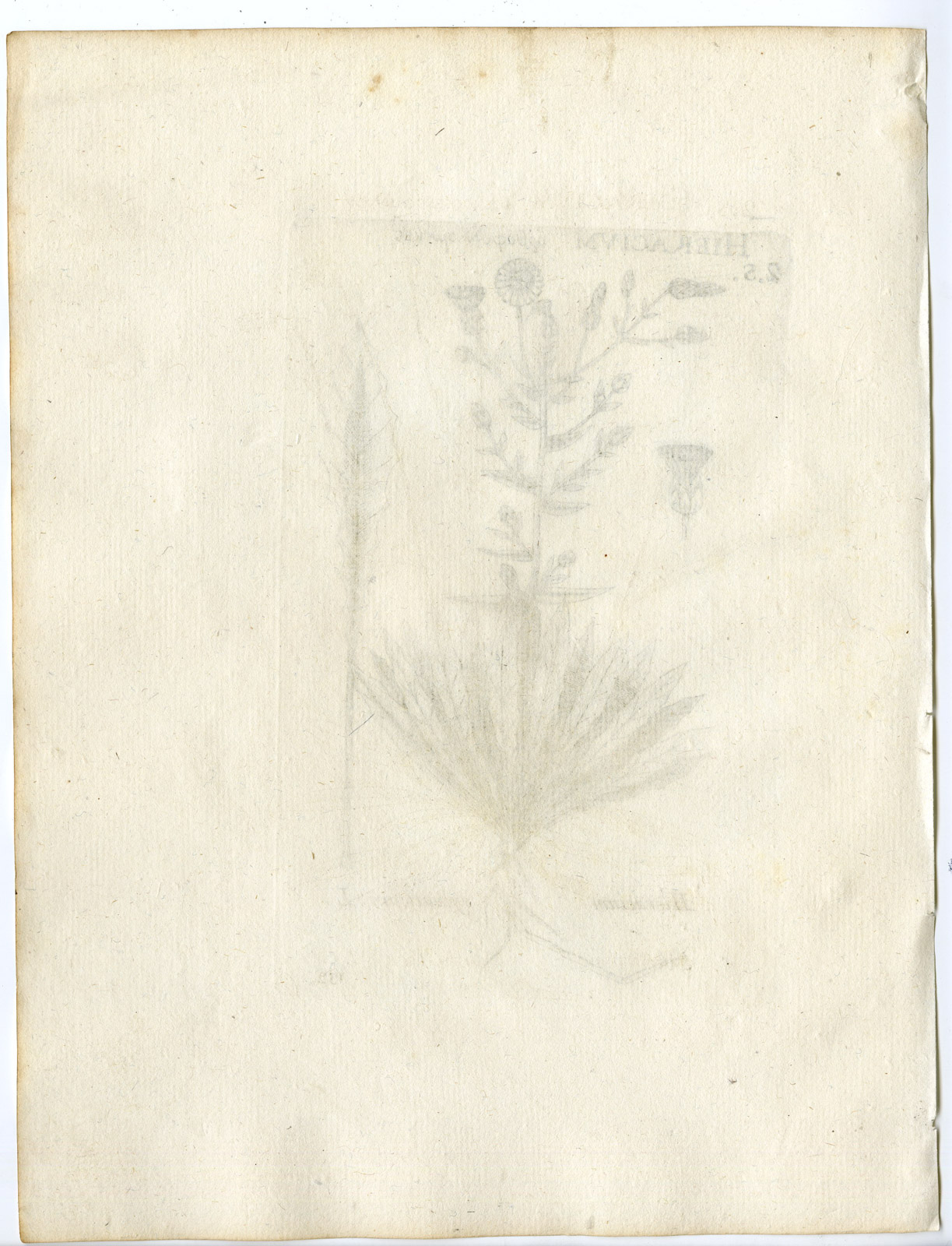 Rare-Antique Print-HIERACIUM SYLVATICUM-WOOD HAWKWEED-PL.132-Belleval-1796 - Image 2