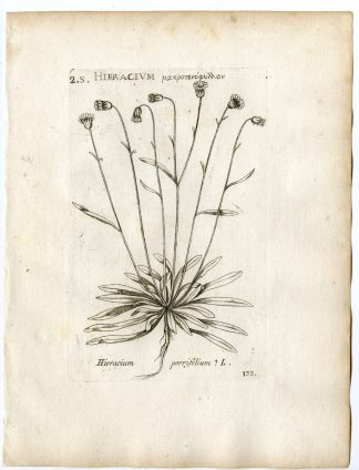 Rare-Antique Print-HIERACIUM PORRIFOLIUM-HAWKWEED-PL.133-Belleval-1796
