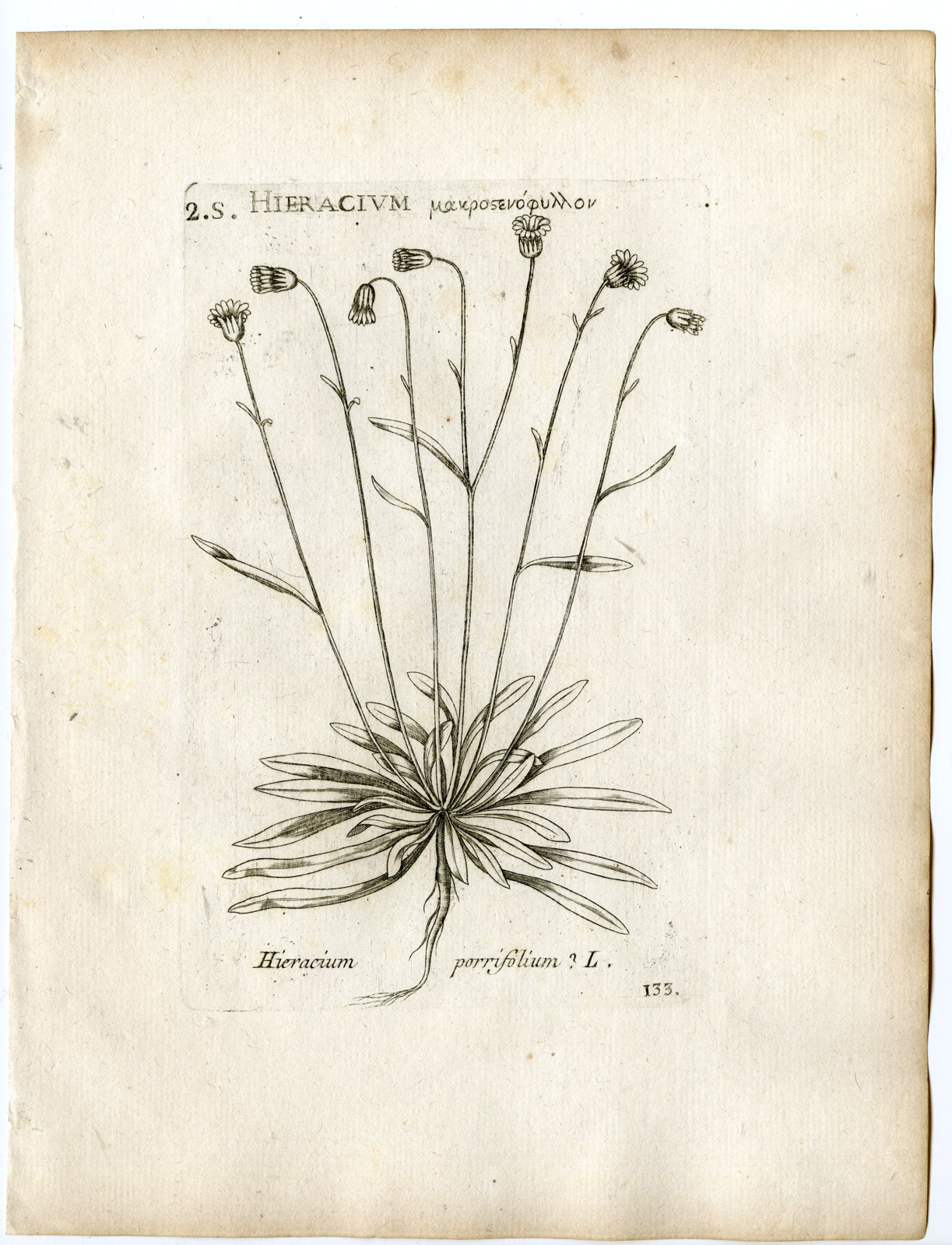 , Rare-Antique Print-HIERACIUM PORRIFOLIUM-HAWKWEED-PL.133-Belleval-1796, Pictura Antique Prints