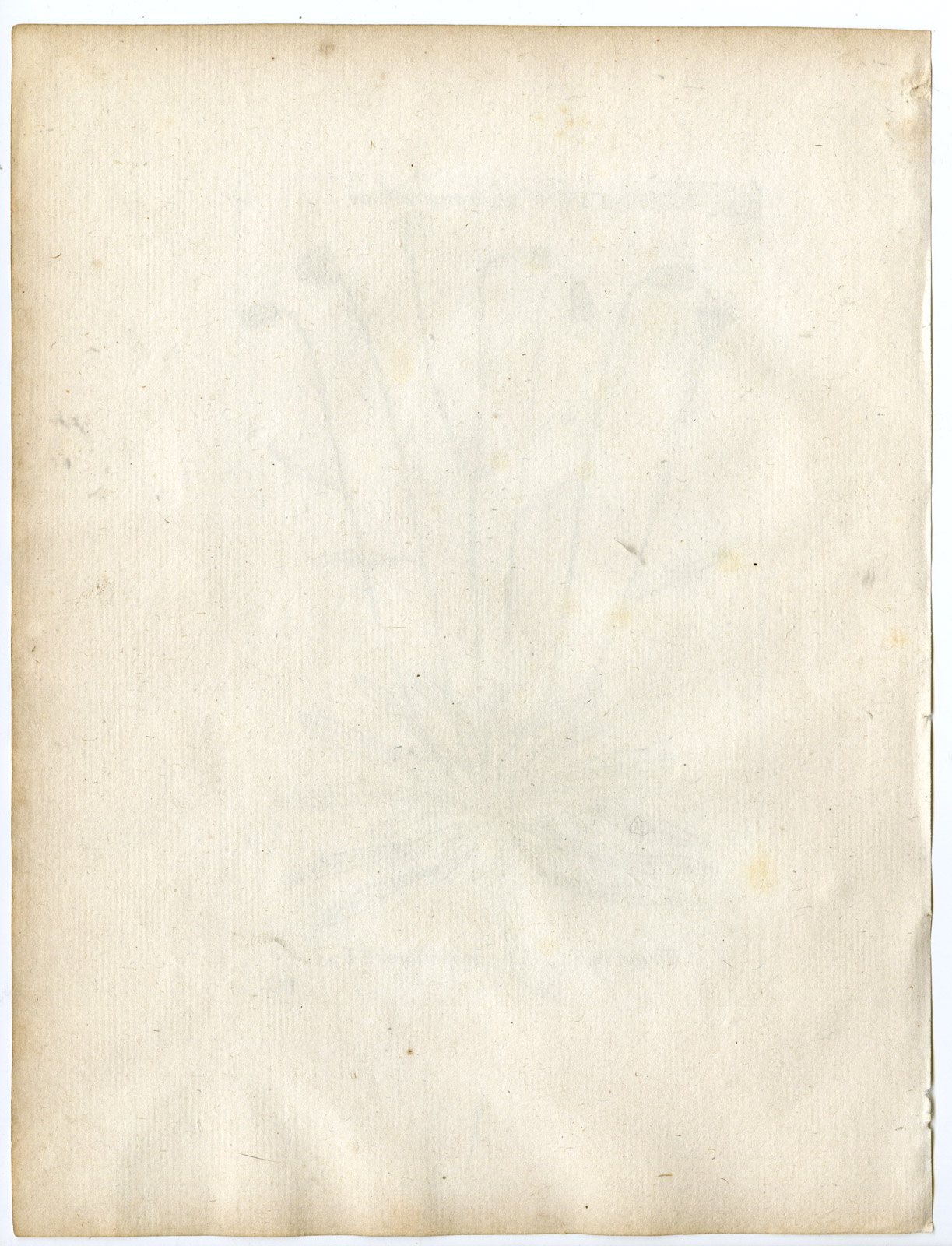 , Rare-Antique Print-HIERACIUM PORRIFOLIUM-HAWKWEED-PL.133-Belleval-1796, Pictura Antique Prints