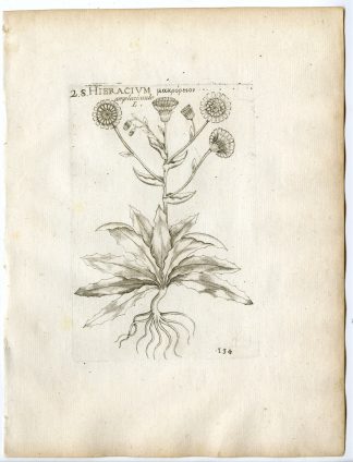 Rare-Antique Print-HIERACIUM AMPLEXICAULE-STICKY HAWKWEED-PL.134-Belleval-1796