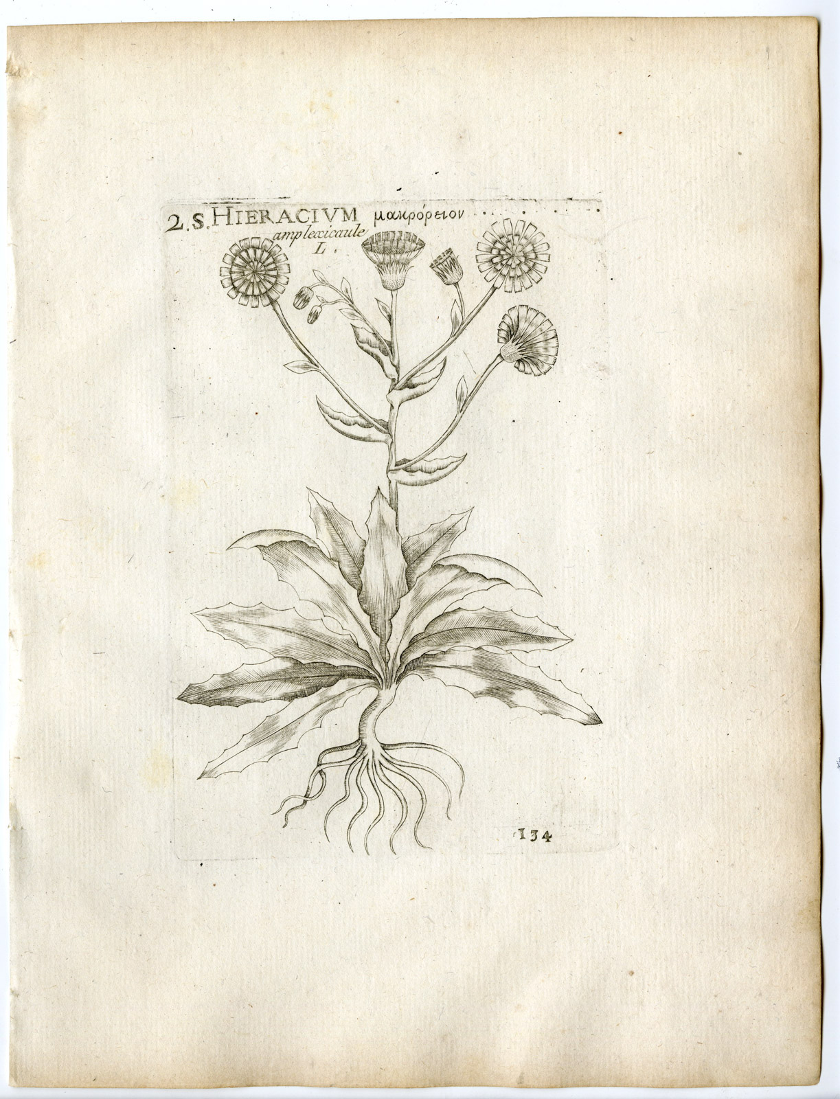 , Rare-Antique Print-HIERACIUM AMPLEXICAULE-STICKY HAWKWEED-PL.134-Belleval-1796, Pictura Antique Prints