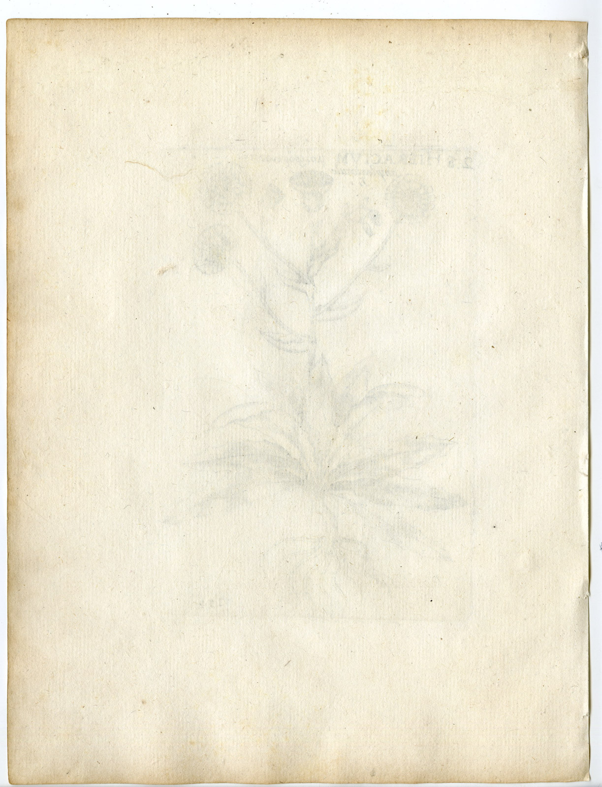 , Rare-Antique Print-HIERACIUM AMPLEXICAULE-STICKY HAWKWEED-PL.134-Belleval-1796, Pictura Antique Prints