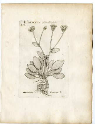 Rare-Antique Print-HIERACIUM LANATUM-HAWKWEED-PL.135-Belleval-1796