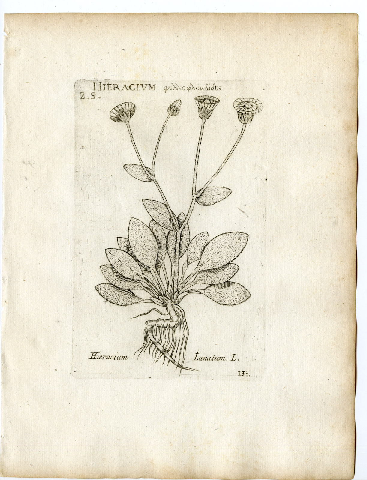 , Rare-Antique Print-HIERACIUM LANATUM-HAWKWEED-PL.135-Belleval-1796, Pictura Antique Prints