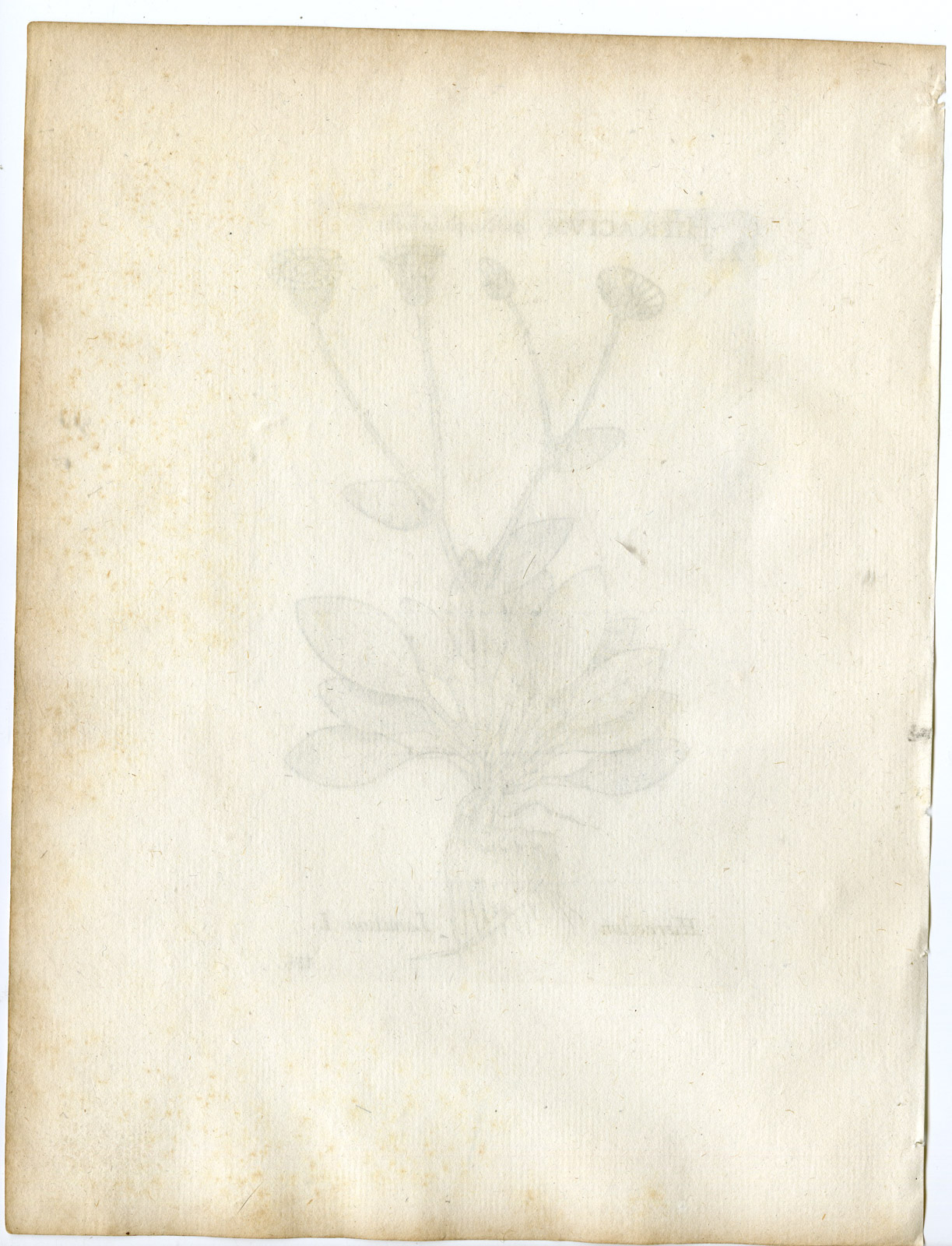 , Rare-Antique Print-HIERACIUM LANATUM-HAWKWEED-PL.135-Belleval-1796, Pictura Antique Prints