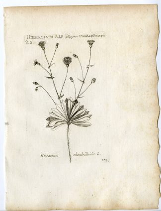 Rare-Antique Print-HIERACIUM CHONDRILLOIDES-HAWKWEED-PL.136-Belleval-1796
