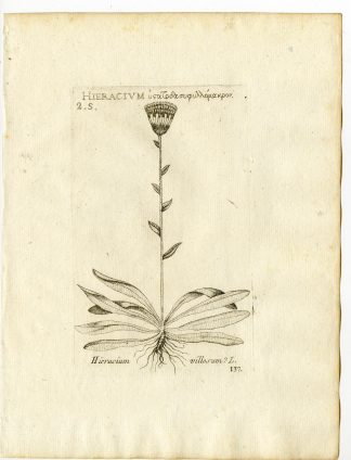 Rare-Antique Print-HIERACIUM VILLOSUM-SHAGGY HAWKWEED-PL.137-Belleval-1796