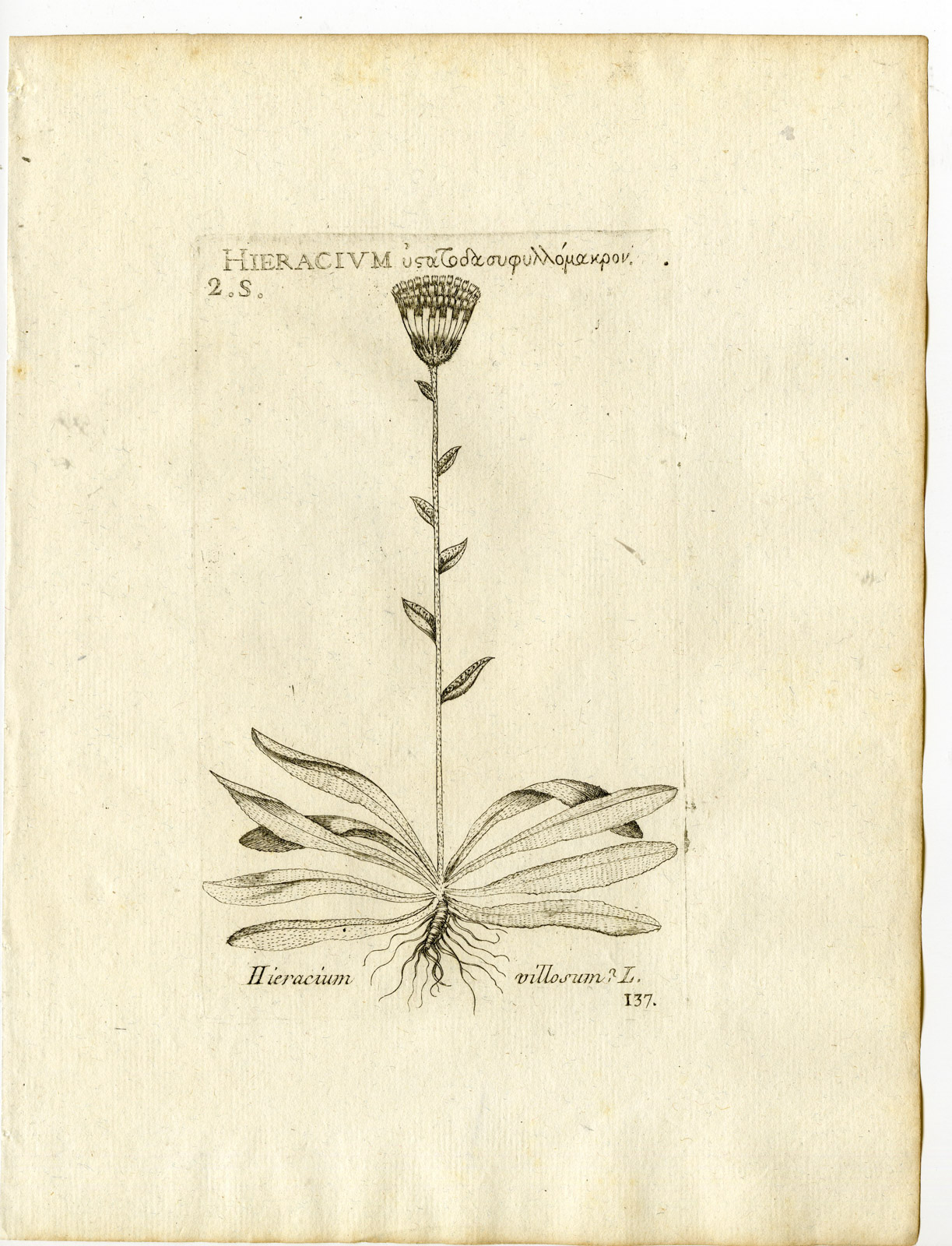 , Rare-Antique Print-HIERACIUM VILLOSUM-SHAGGY HAWKWEED-PL.137-Belleval-1796, Pictura Antique Prints