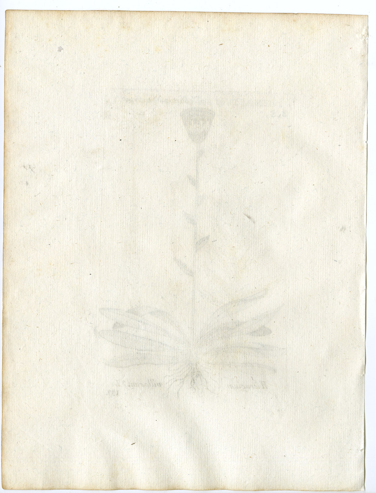 , Rare-Antique Print-HIERACIUM VILLOSUM-SHAGGY HAWKWEED-PL.137-Belleval-1796, Pictura Antique Prints
