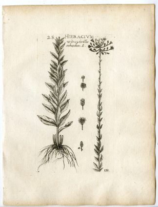 Rare-Antique Print-HIERACIUM SABAUDUM-SAVOY HAWKWEED-PL.138-Belleval-1796