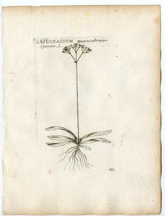 Rare-Antique Print-HIERACIUM CYMOSUM-ASTER-PL.139-Belleval-1796