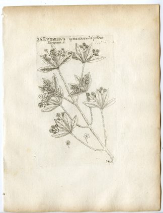Rare-Antique Print-EUONIMUS EUROPAEUS-SPINDLE-PL.140-Belleval-1796