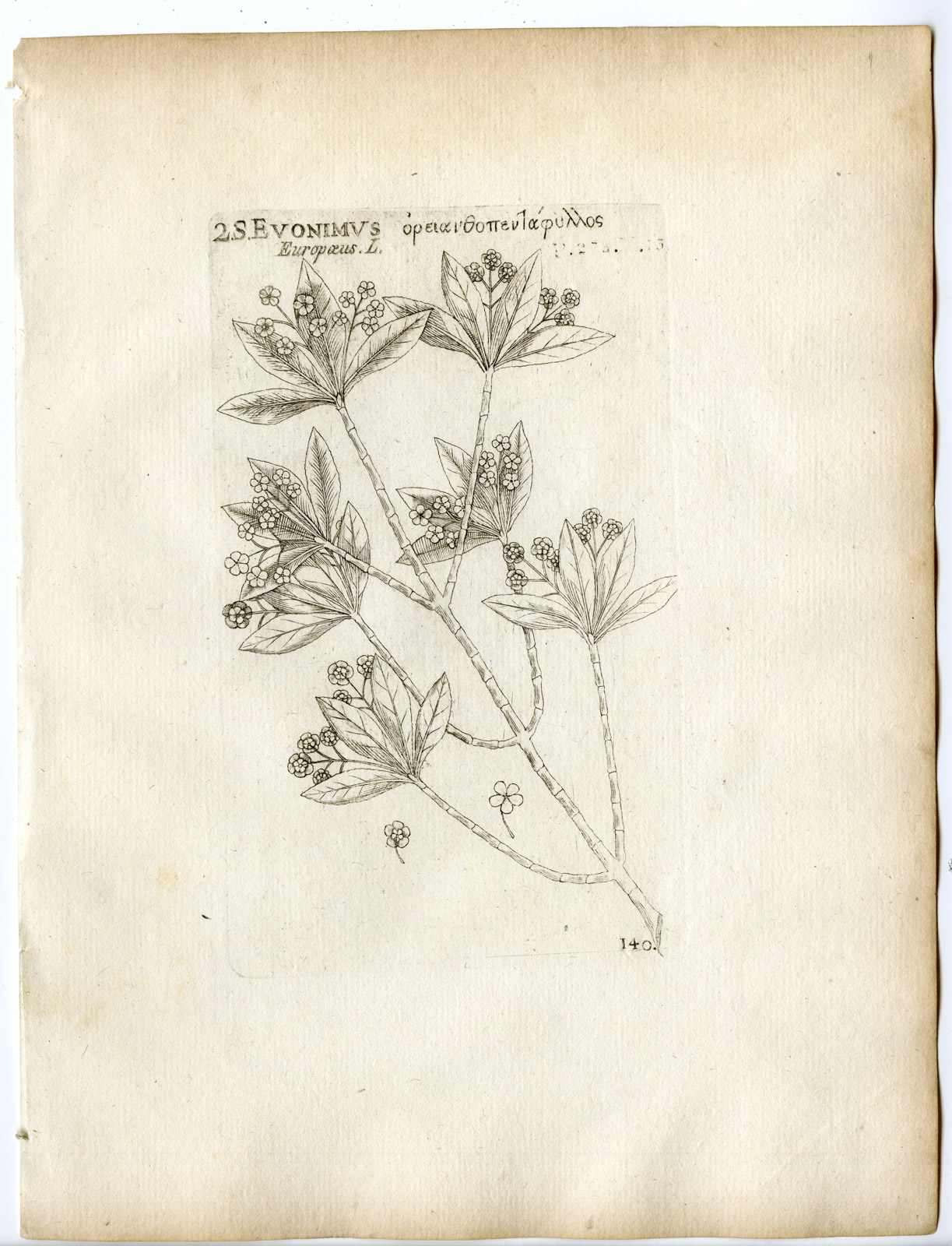, Rare-Antique Print-EUONIMUS EUROPAEUS-SPINDLE-PL.140-Belleval-1796, Pictura Antique Prints