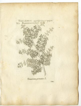 Rare-Antique Print-MYRICARIA GERMANICA-GERMAN TAMARISK-PL.141-Belleval-1796
