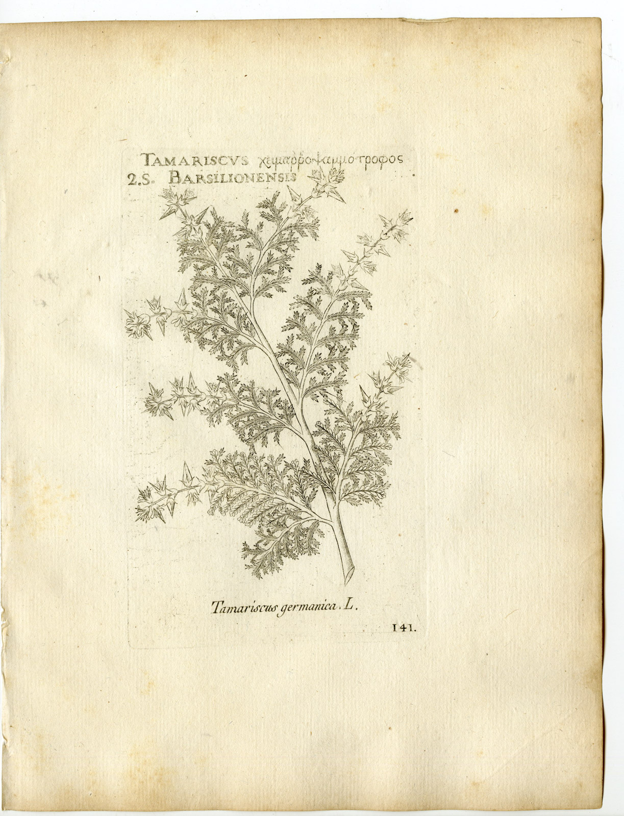 , Rare-Antique Print-MYRICARIA GERMANICA-GERMAN TAMARISK-PL.141-Belleval-1796, Pictura Antique Prints