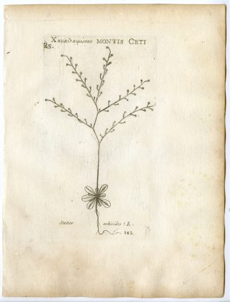 Rare-Antique Print-STATICE ECHIOIDES-LAVENDER-PL.142-Belleval-1796