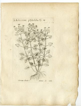 Rare-Antique Print-CIRCAEA LUTETIANA-NIGHTSHADE-PL.143-Belleval-1796