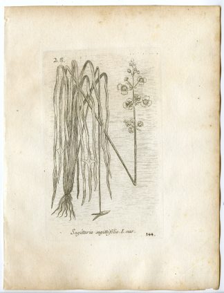 Rare-Antique Print-SAGITTARIA SAGITTIFOLIA-ARROWHEAD-PL.144-Belleval-1796