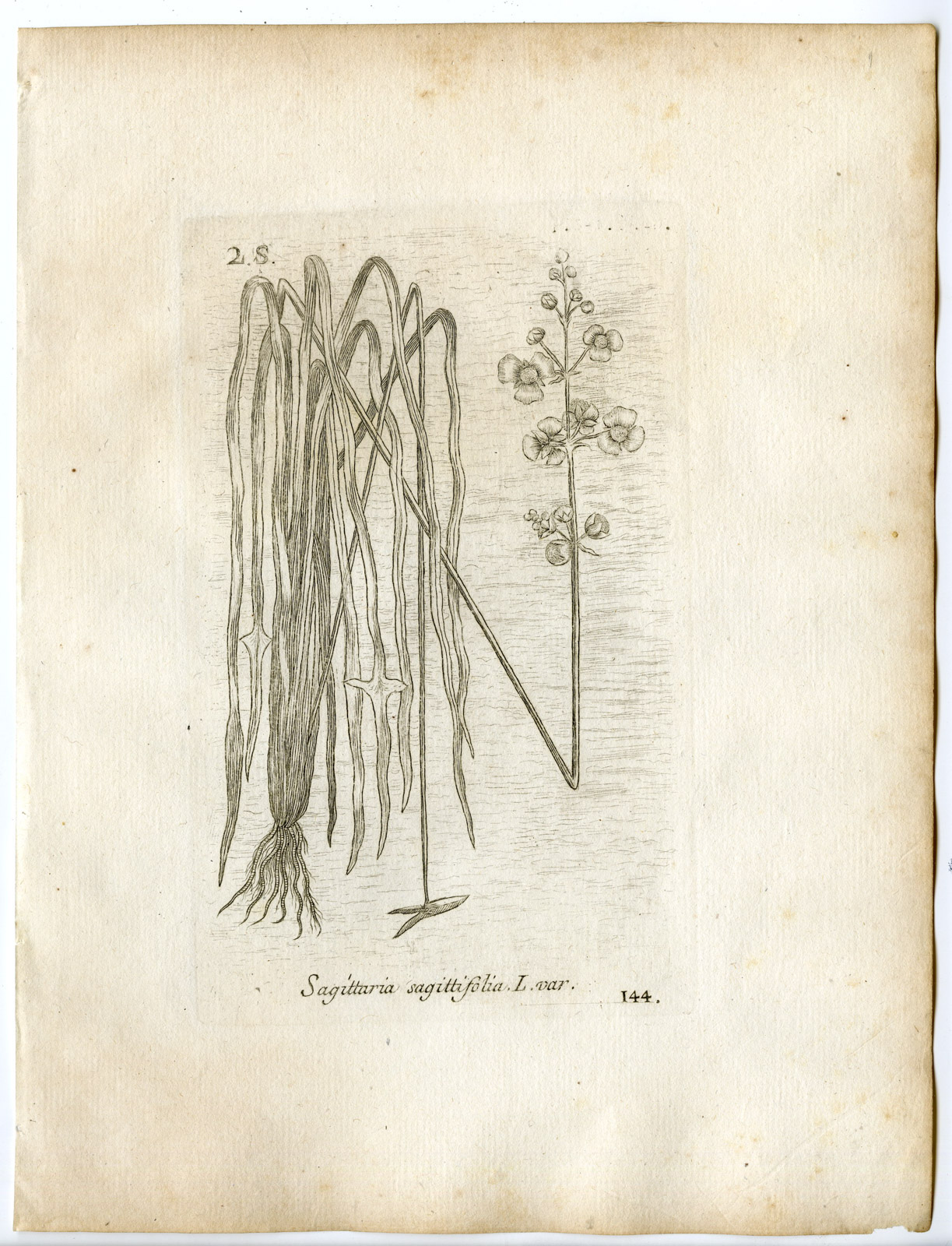 , Rare-Antique Print-SAGITTARIA SAGITTIFOLIA-ARROWHEAD-PL.144-Belleval-1796, Pictura Antique Prints
