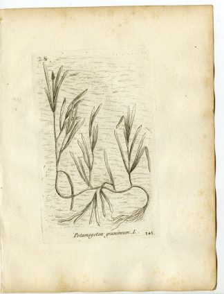 Rare-Antique Print-POTAMOGETON GRAMINEUS-PONDWEED-PL.145-Belleval-1796